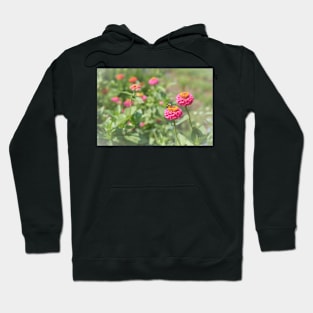 Honeybee on Hot Pink Zinnia Flower Hoodie